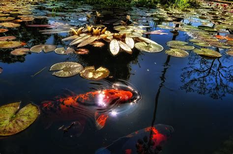 Online crop | orange-and-black Koi fish in pond HD wallpaper ...