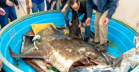 Massive Very Rare Sunfish Washes Ashore At Nc Coast Huge Fish