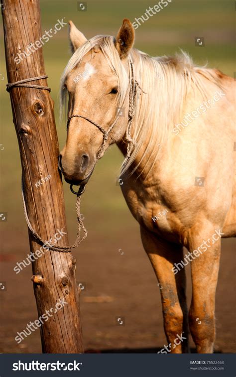 Horse Tie Pole Inner Mongolia Stock Photo 75522463 Shutterstock