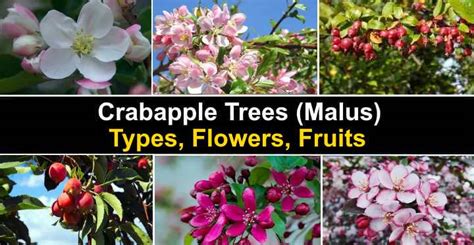 Crabapple Trees Malus Types Flowers Fruits Pictures