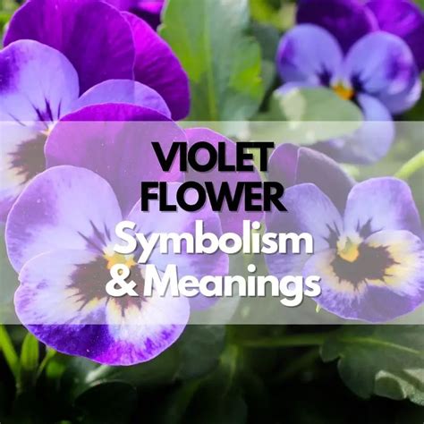 Violet Meaning Symbolism Flower Meanings& Symbolism, 46% OFF