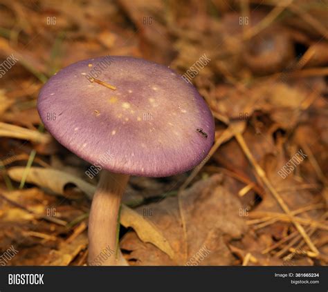 Purple Capped Mushroom Image And Photo Free Trial Bigstock