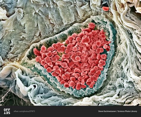 Blood Vessels Under Microscope