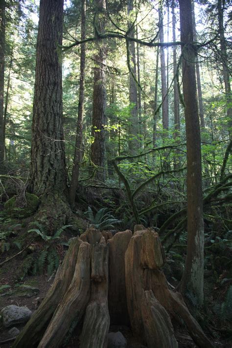 IMG 8166 Twin Falls Walk At Lynn Canyon Bianca Antonia Flickr