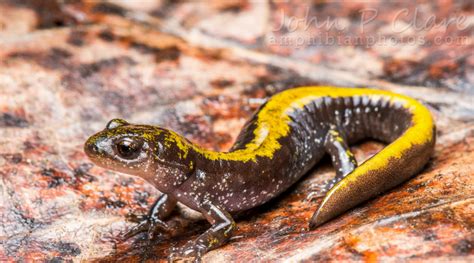 Animals in Winter: The Long-toed Salamander | SHADOW