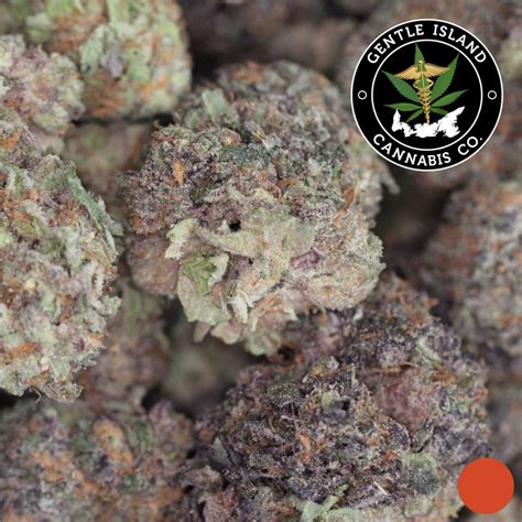 Purple Haze – Gentle Island Cannabis Co.