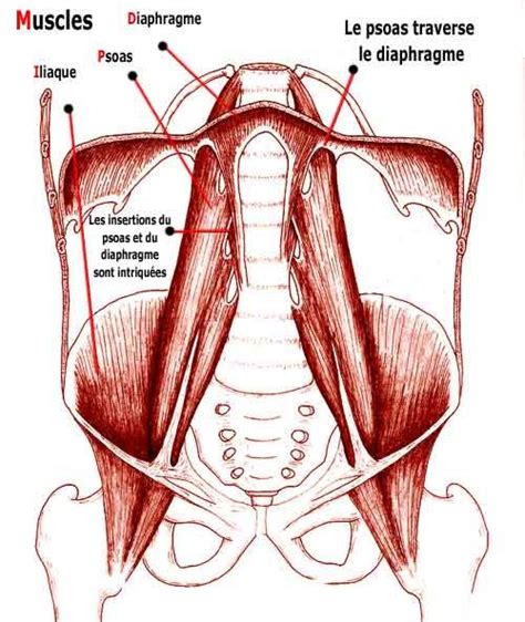 Les insertions musculaires du diaphragme et du psoas sont étroitement