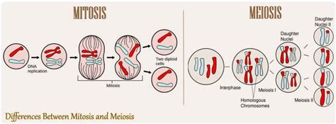 16 Differences Between Mitosis And Meiosis | Mitosis Vs. Meiosis