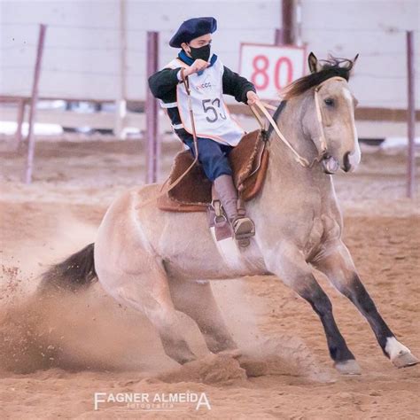 Pin De Viragro Ave Em Viragro Cabanha A Tala Cavalo Crioulo Crioulos