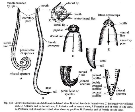 Ascaris Labelled Diagram