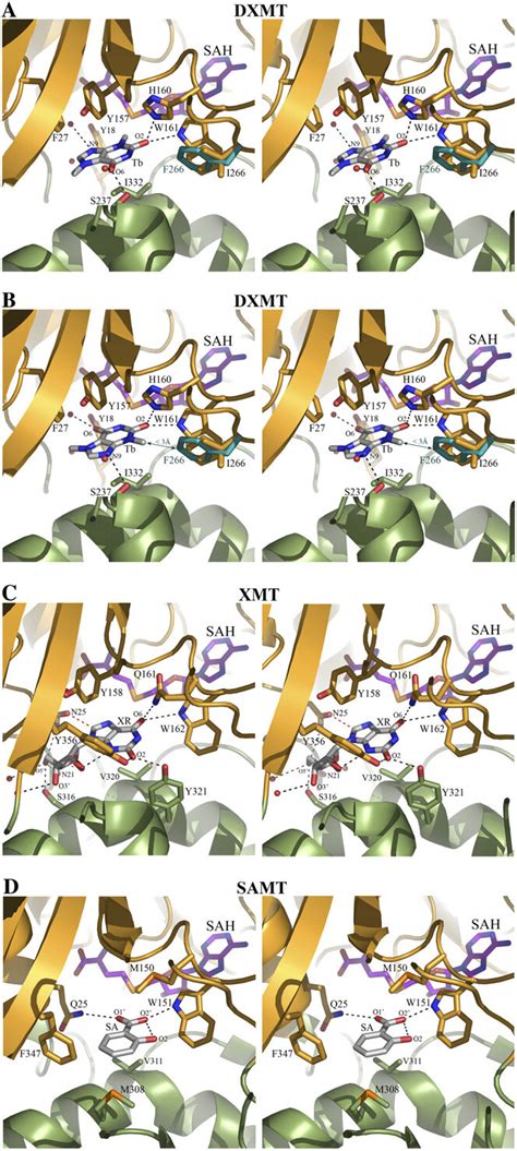 Stereo View Of The Ligand Binding Sites A Tb Bound To Dxmt In The Download Scientific Diagram