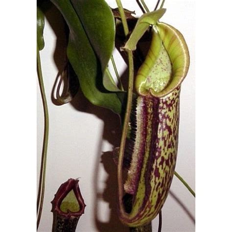 Miranda Velvet Pitcher Plant Nepenthes Carnivorous HUGE 8