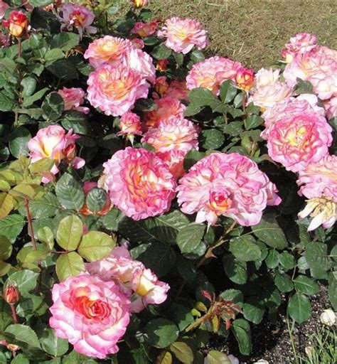 Rose Gorgeous 华丽丽 1 Gal Live Plant Shrub Rose Planting Rose