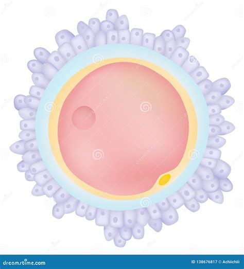 The egg cell - Ovum stock vector. Illustration of science - 138676817