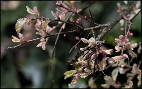 Ulmus Parvifolia Orme De Chine Identification Confirmer