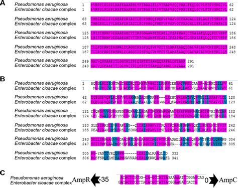 Nagz And Ampr Sequence Conservative Analysis Among Enterobacter Cloacae