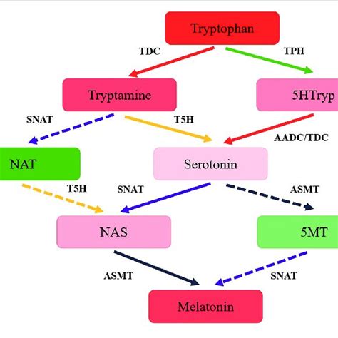 | The hypothesized pathway of melatonin biosynthesis in T.... | Download Scientific Diagram