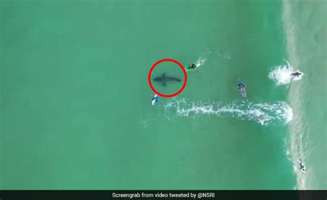 Chilling Drone Footage Shows Great White Shark Beneath Oblivious Surfers