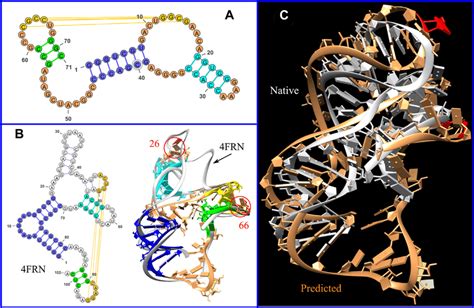 Topology Based RNA 3D Structure Prediction A The 2D Structure Used