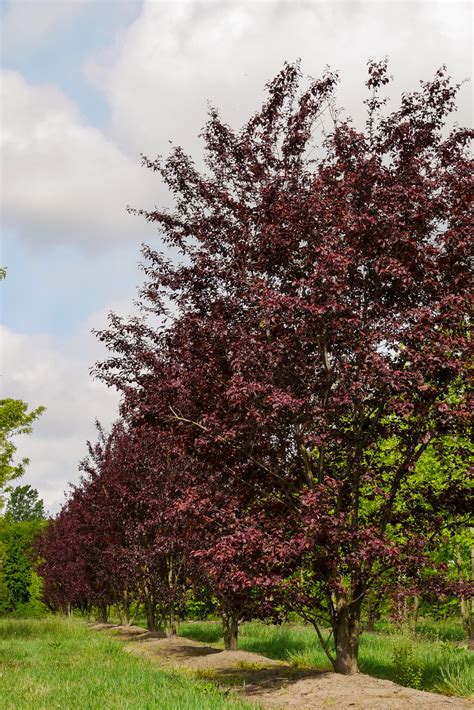 Prunus Cerasifera Nigra Rosaceae Van Den Berk Nurseries