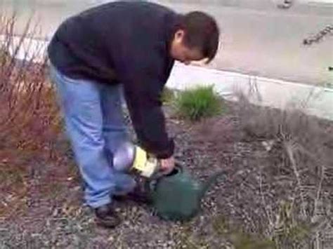 How To Apply Dr JimZ Save A Tree Fertilizer YouTube