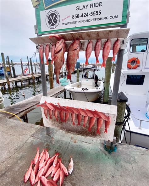 Vermilion Snapper Your Ultimate Guide To This Extraordinary Fish