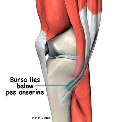 Pes Anserine Bursa Injection