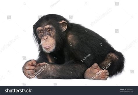 4037 Old Chimpanzee Images Stock Photos And Vectors Shutterstock