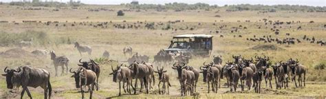 3 Day 2 Nights Masai Mara Group Joining Safari