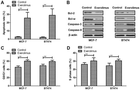 Everolimus Inhibits Breast Cancer Cell Growth Through Pi K Akt Mtor