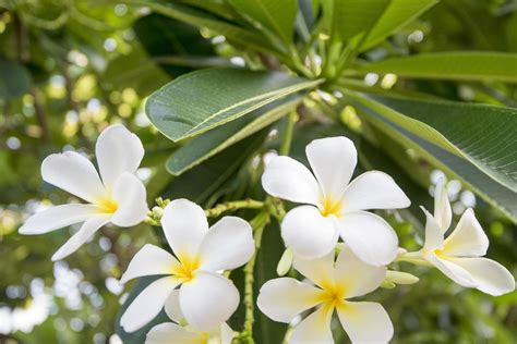 Champa flower tree 2501607 Stock Photo at Vecteezy