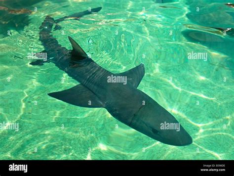 shark in the aquarium Stock Photo - Alamy