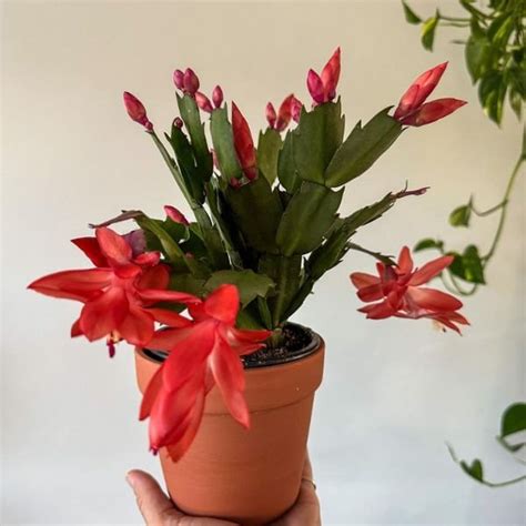 Red Christmas Cactus - Plantzon