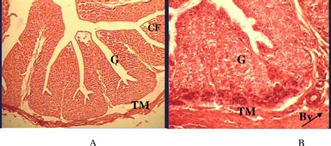 Figure 1 From Morphometrical And Histological Study Of The Female