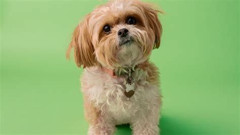 What is the Teddy Bear Cut For Your Shih Tzu?