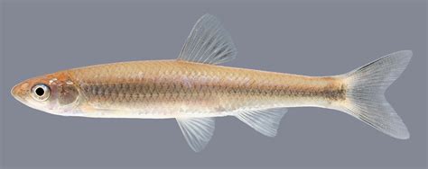 Cyprinella Galactura Whitetail Shiner Uland Thomas Flickr