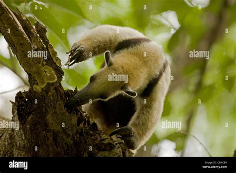 Norte De Oso Melero Tamandua Mexicana Alimentación Costa Rica