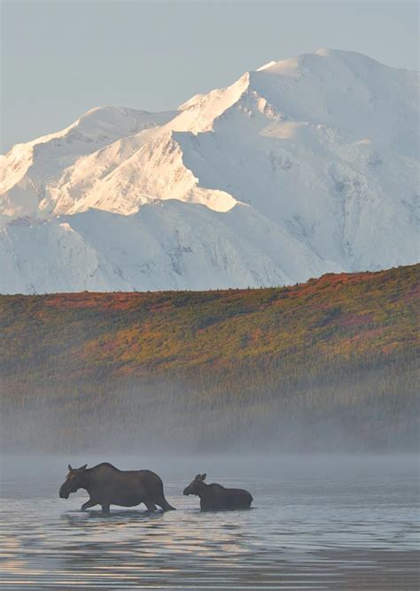 Alaska Wildlife & National Park Vacations | Alaska Collection