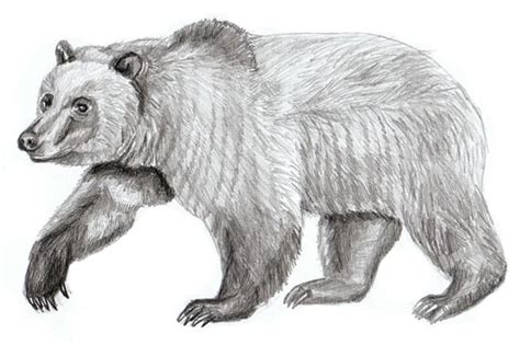 Bear Pencil Sketch at PaintingValley.com | Explore collection of Bear ...