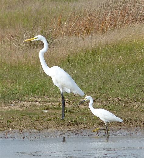 Great Egret Vs Snowy Egret