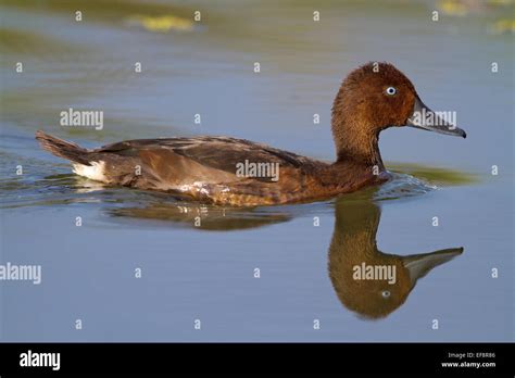 Ferruginous Duck Aythya Nyroca Stock Photo Alamy