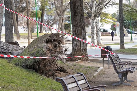 Im Genes El Fuerte Viento Arranca Un Rbol De Gran Tama O En El Parque