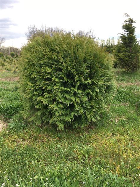 Thuja Occidentalis Globosa” Tuja Globosa” Rasadnik Fuderer