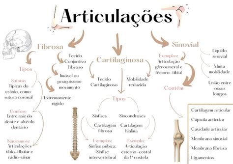 Sistema Articular Resumo C Psula Anatom A