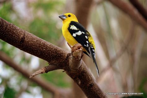 Southern Yellow Grosbeak