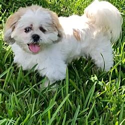 Davie Fl Shih Tzu Meet Cobe A Pet For Adoption Adoptapet