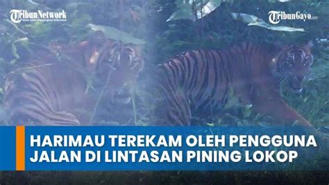 Video Viral Seekor Harimau Terekam Oleh Pengguna Jalan Di Lintasan