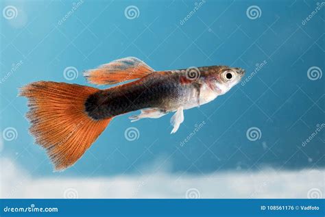 Aquarium fish, , Guppy stock photo. Image of macro, beauty - 108561176