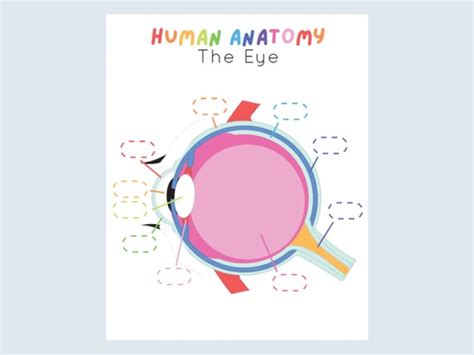 Eye Anatomy Kids Printable Human Anatomy Activity Preschool | Etsy