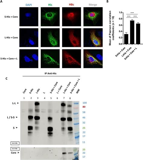 Tripartite Interaction Between The L S And Core Proteins Huh7 Cells